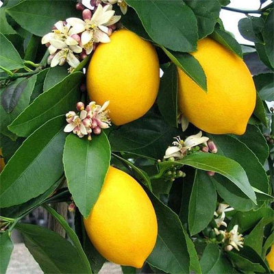 Lemon Fruit Farming