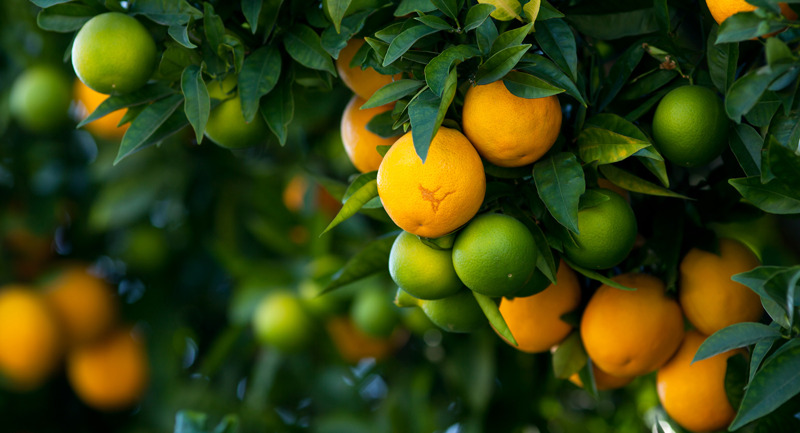 Zimbabwe can now export fruits to China after the two countries signed the citrus phytosanitary protocol