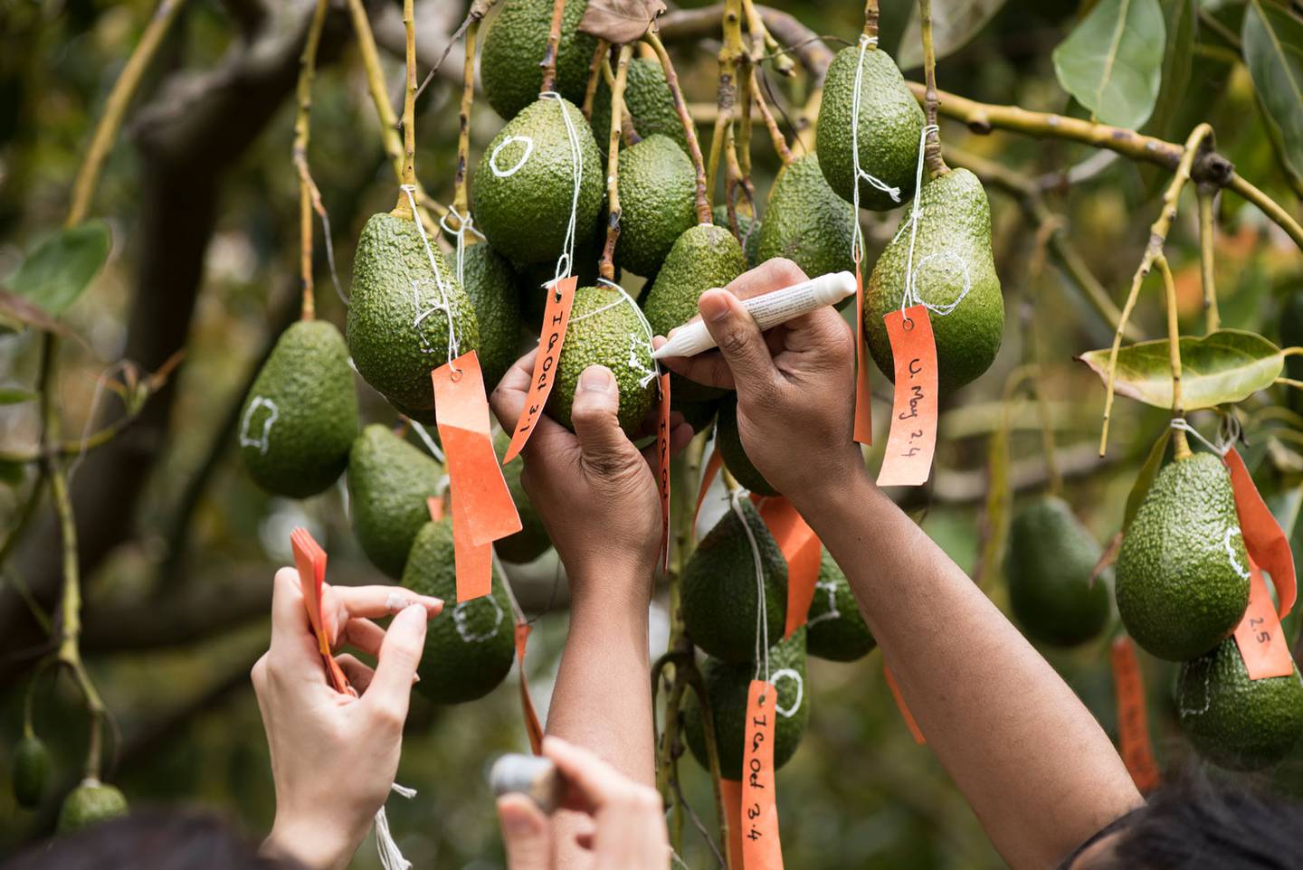 Scientists in New Zealand aims to create the perfect avocado for cold regions
