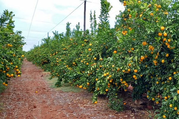 Impact of cold sterilization requirements on organic Sa oranges