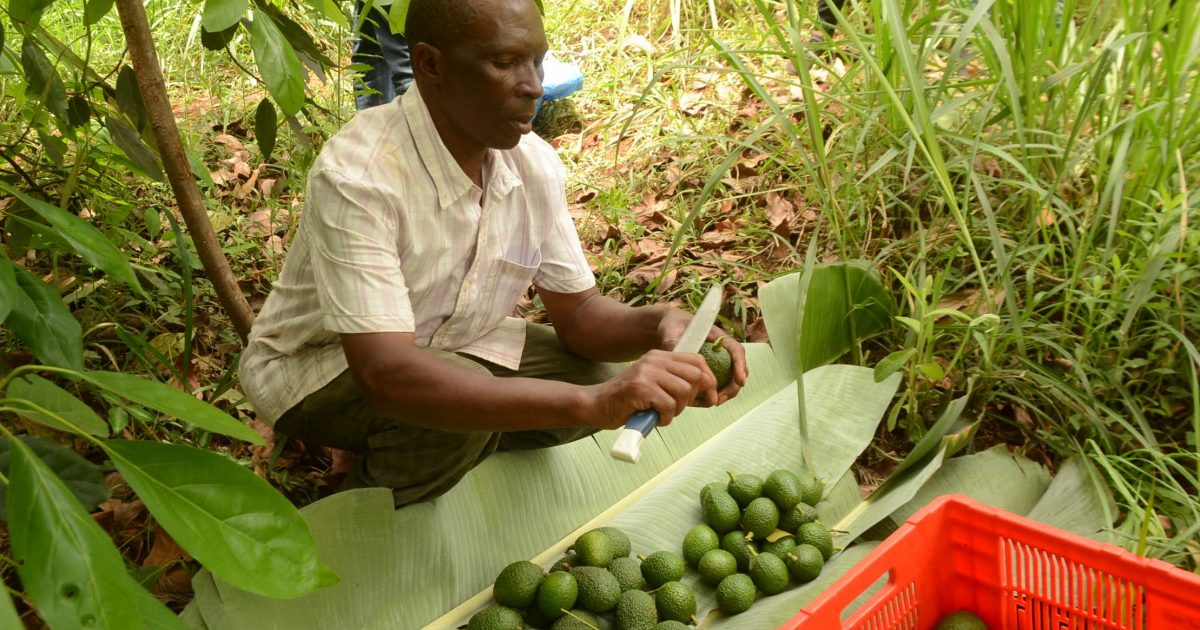 Hass avocado farmers decry increase of theft in Muranga