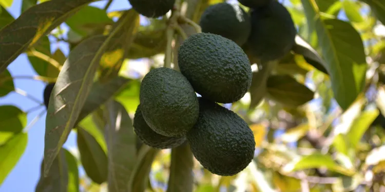 East African avocado exports growing despite challenges