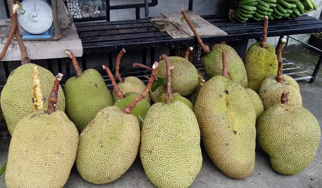 Rising jackfruit popularity changes fortune for farmers in central Kenya