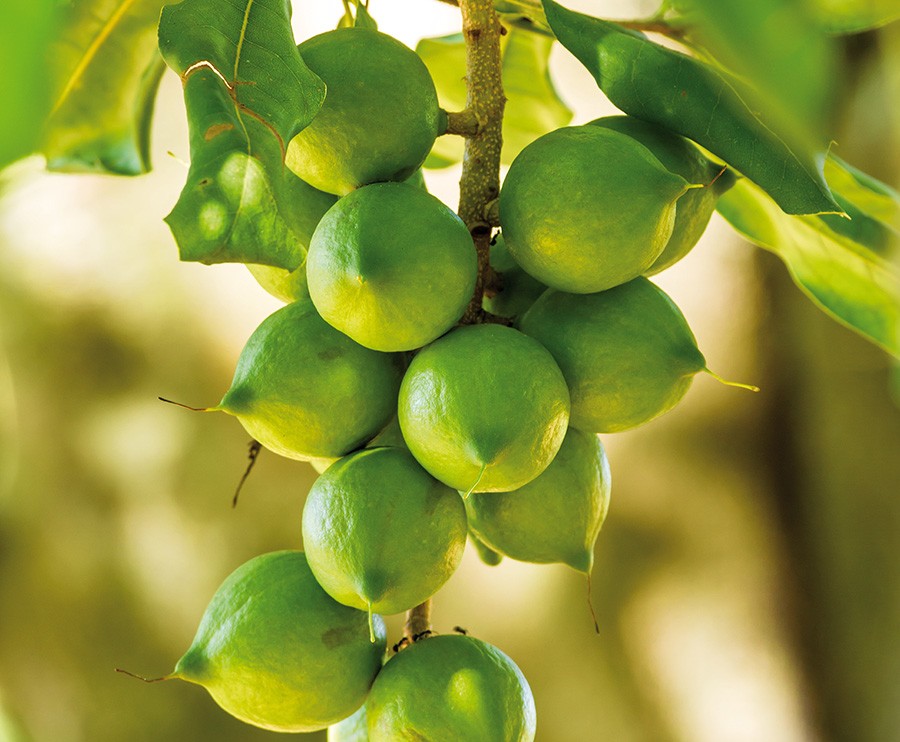 Macadamia farming in Kenya