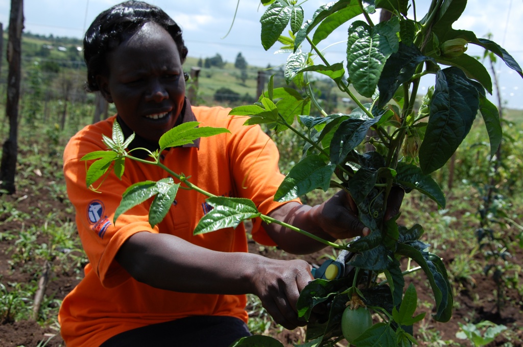 Fruit farming saving ukambani farmers from erratic rainfall