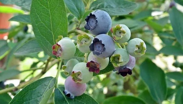 Zimbabwe blueberry growers increasing rapidly