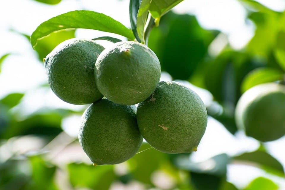 Lemon Farming, the untapped silent lucrative agribusiness in Kenya