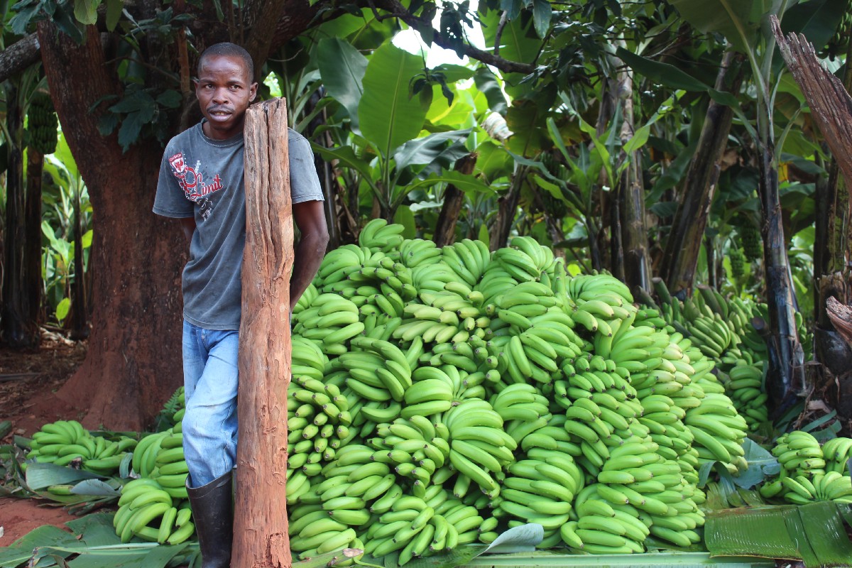 Complete Guide On Successful Banana Farming In Kenya