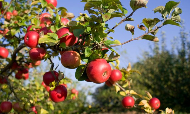 What you need to know about apple farming in Kenya
