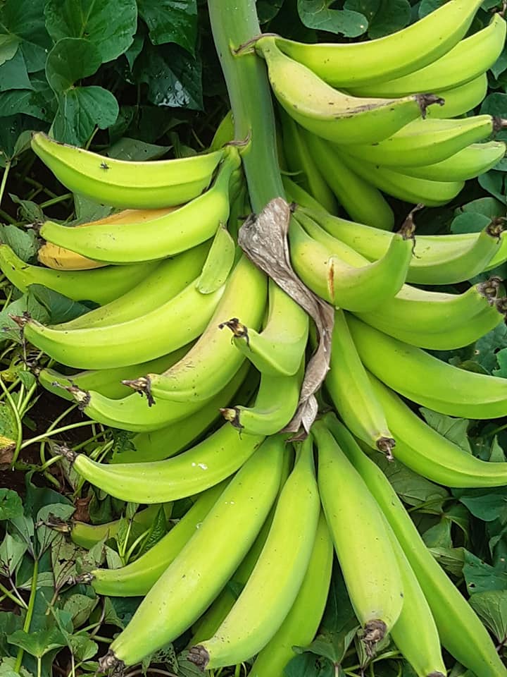 Understanding Plantain Bananas and Where To Buy Seedlings