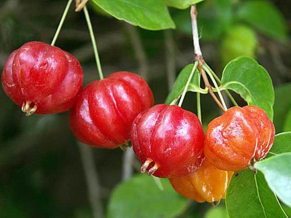 How to farm Brazilian Cherry Fruits