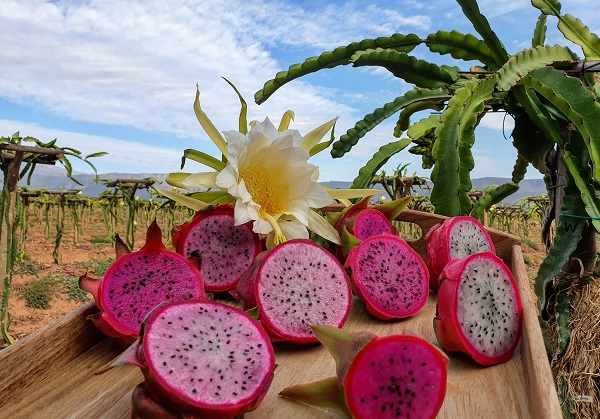 Dragon fruit fires up the imagination of Boland fruit grower