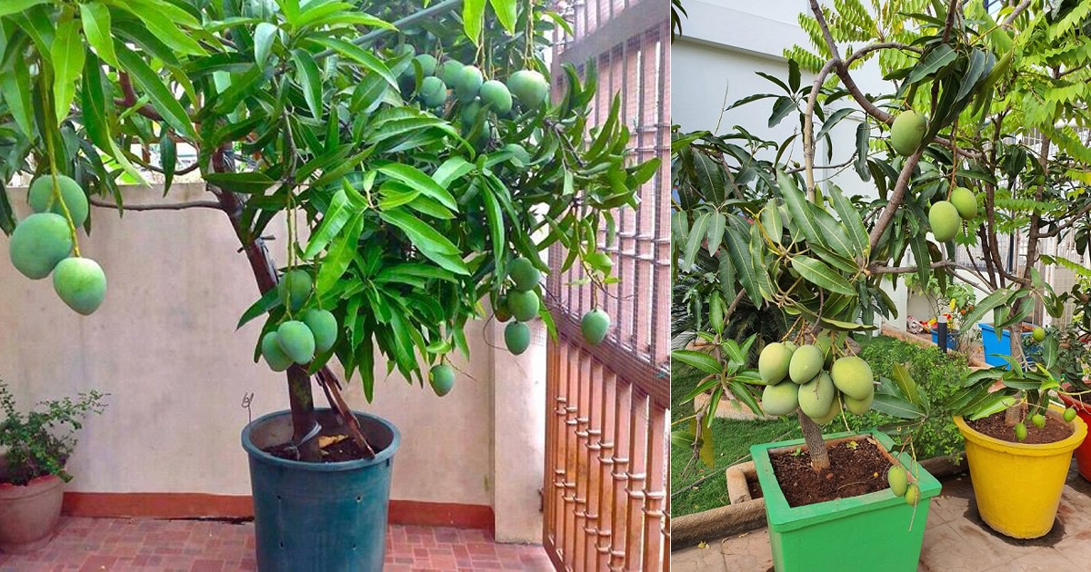 How TO Grow And Keep A Mango Tree Short