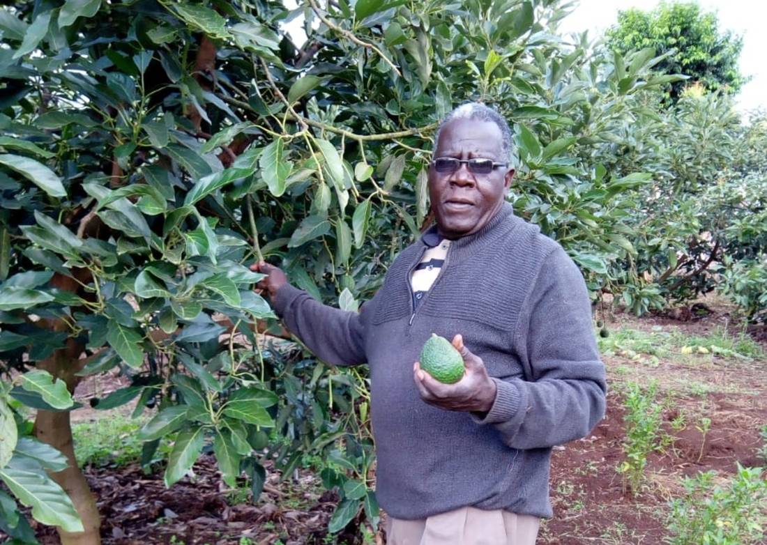Kenya’s ground-down coffee farmers switch to hass avocado amid global boom