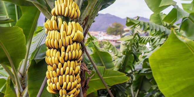 Farming Tissue Culture Bananas