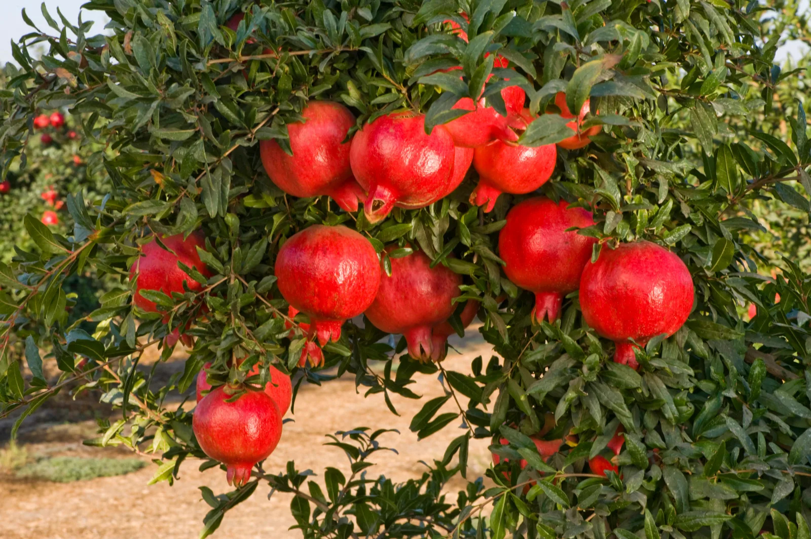 Guide to pomegranate farming that new farmers should follow