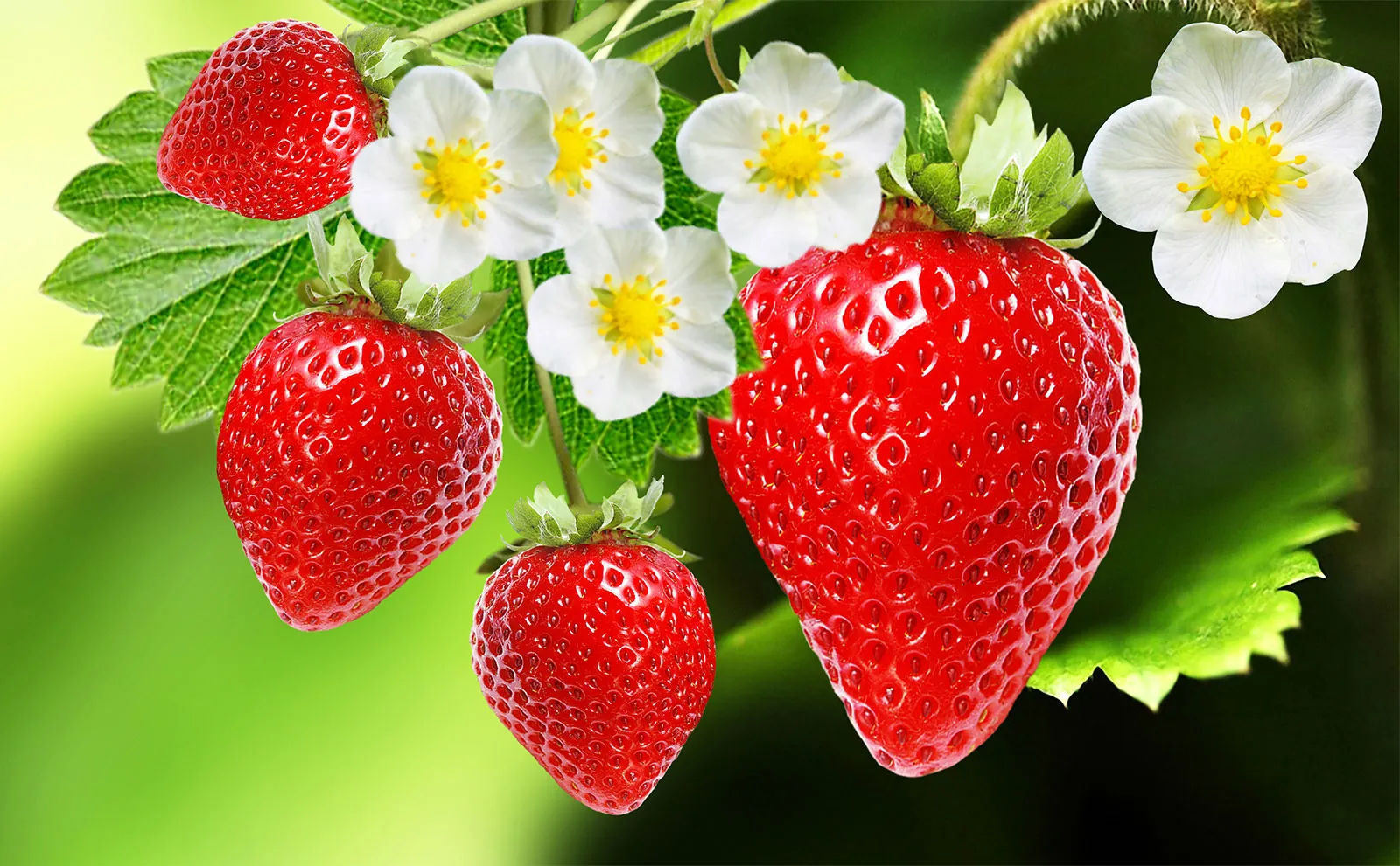 Complete guide on strawberry farming