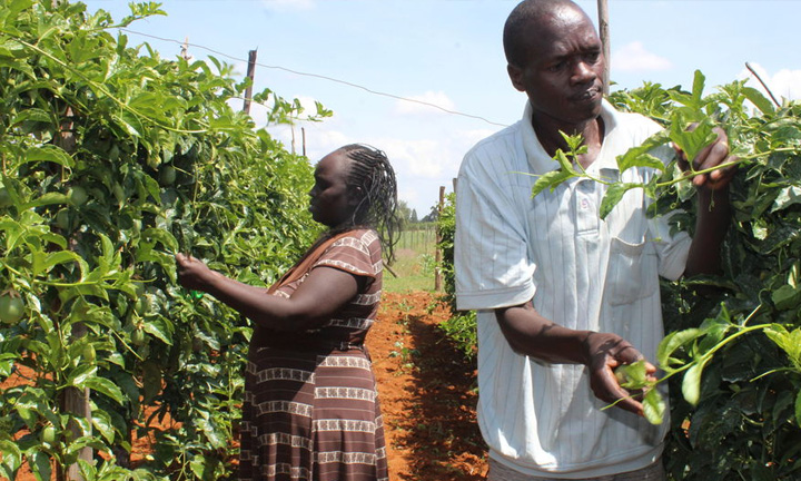 Couple turns to passion fruit farming to boost their income in Uasin Gishu