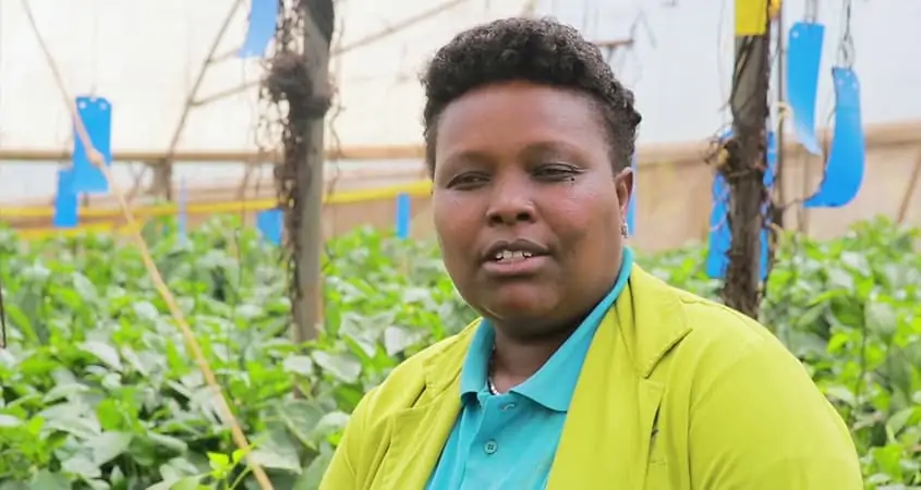 Capsicum & Tomato Greenhouse Farming: Lucy’s Success Story