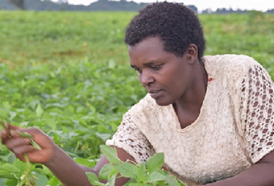 How i succeeded on vegetable farming, inspiration story of Mary Moraa