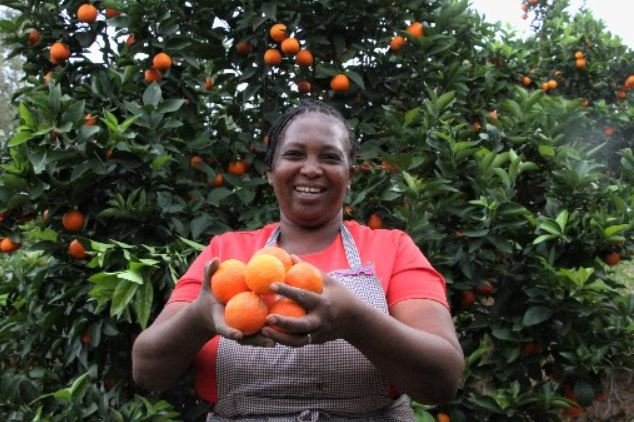 Pixie orange farming, a highly profitable agribusiness taking root in Kenya