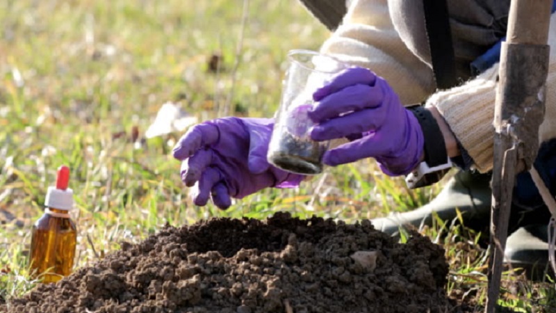 Testing Your Soil pH without a Kit