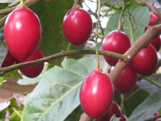 ABCD on Growing Tree Tomatoes in Kenya