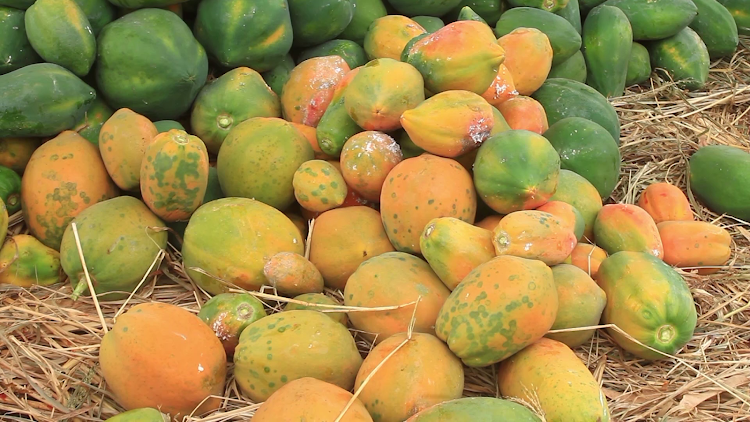 Pawpaw Farming in Kenya: From Seed to Market