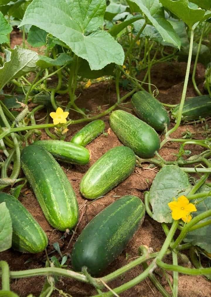 FACTS ABOUT CUCUMBERS