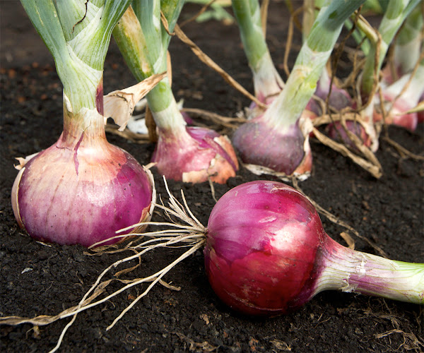 How to get the best bulb onions in your farm