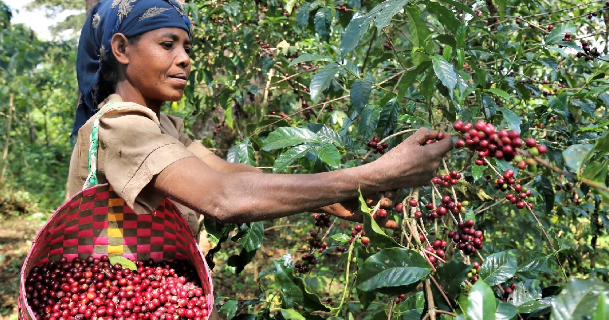 Coffee prices in Kenya shoots high amid crop failure in Brazil