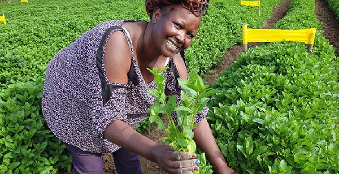 From America To A Successful Herbs Farmer In Nakuru County