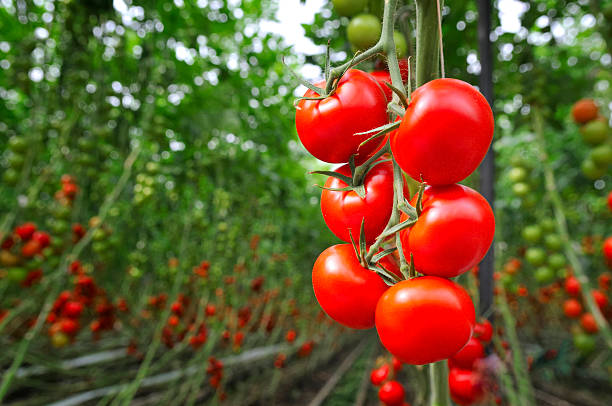 Fertiliser, pesticide use on tomato crop