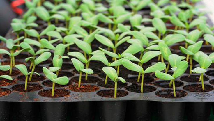 Keys to Successful seedlings raising, the dos and don’ts
