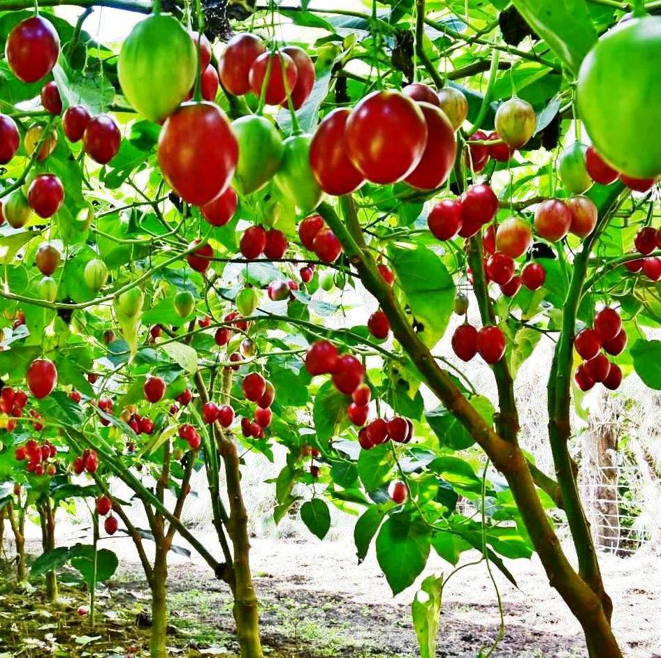 An overview A-Z on growing the best tree tomatoes