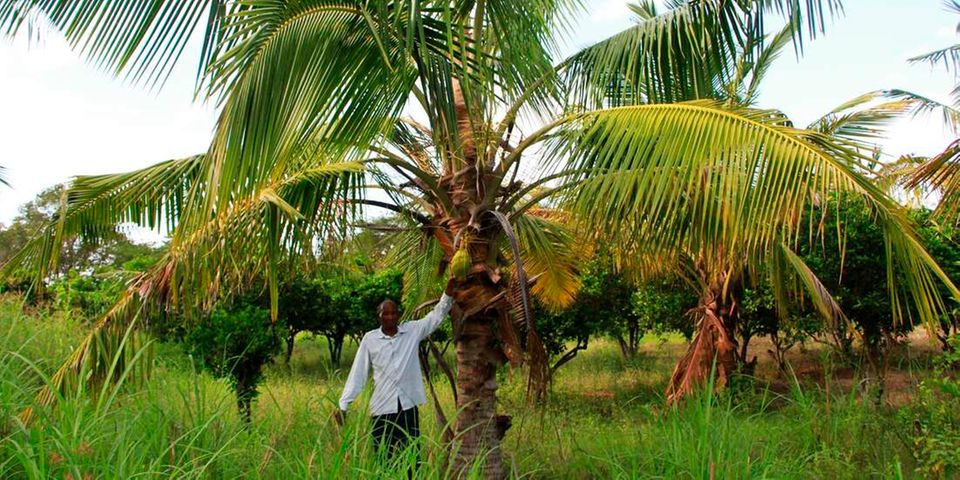 Coconut farming in dry lands of ukambani, is it possible? READ ON