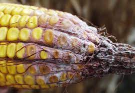 Understanding mould on your maize