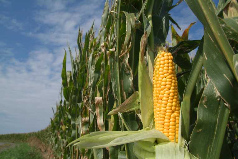 MAIZE GROWING: Climate Conditions, Soil and Water Management