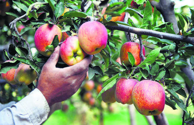 Apple farmers in Kenya vow to expand pie in the global market