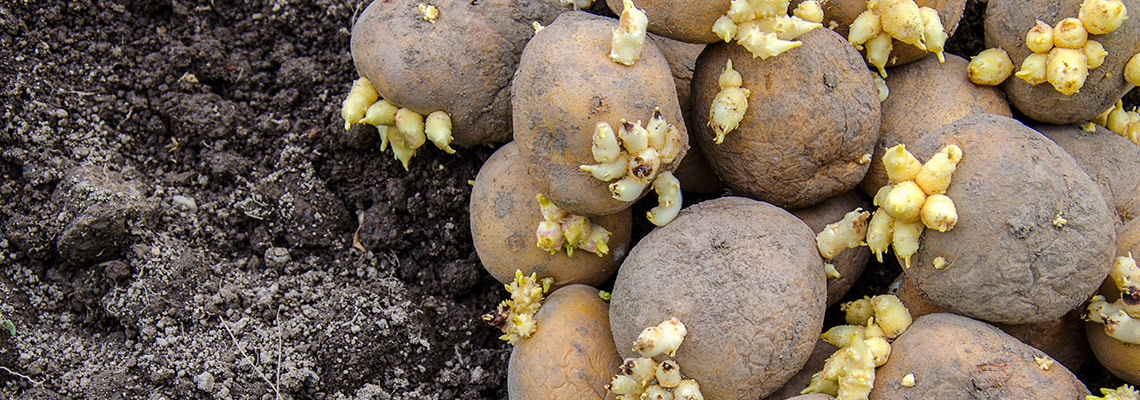 Step by step guide to getting potato seeds