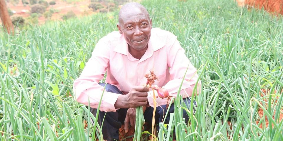 A lesson from success story of an onion farmer in Makueni