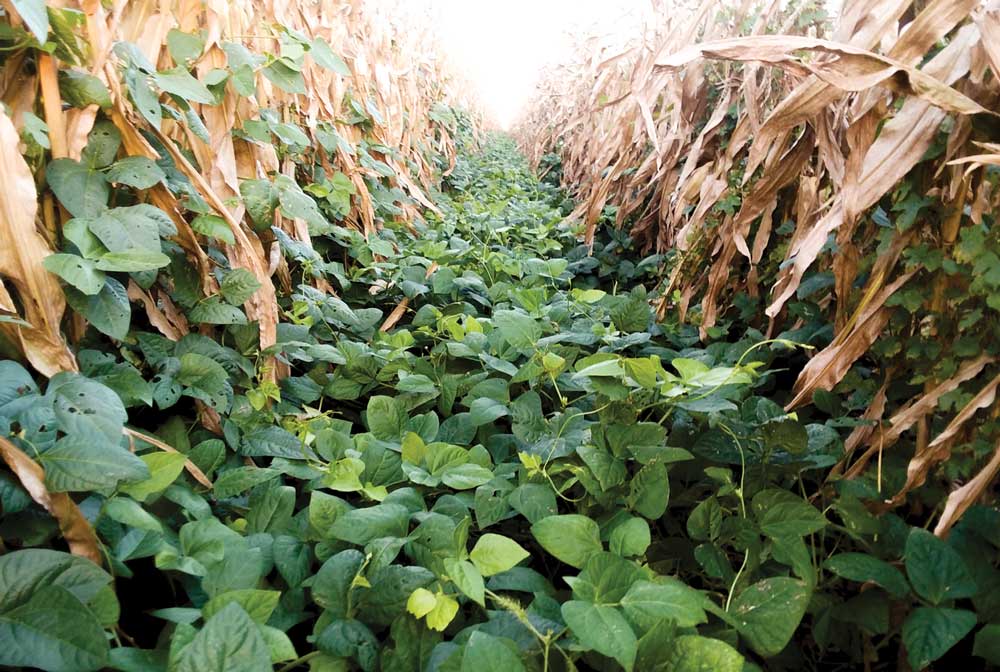 Why you should plant cover crops to improve your soil