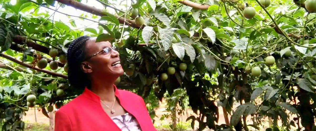 Why your passion fruits offer low yields
