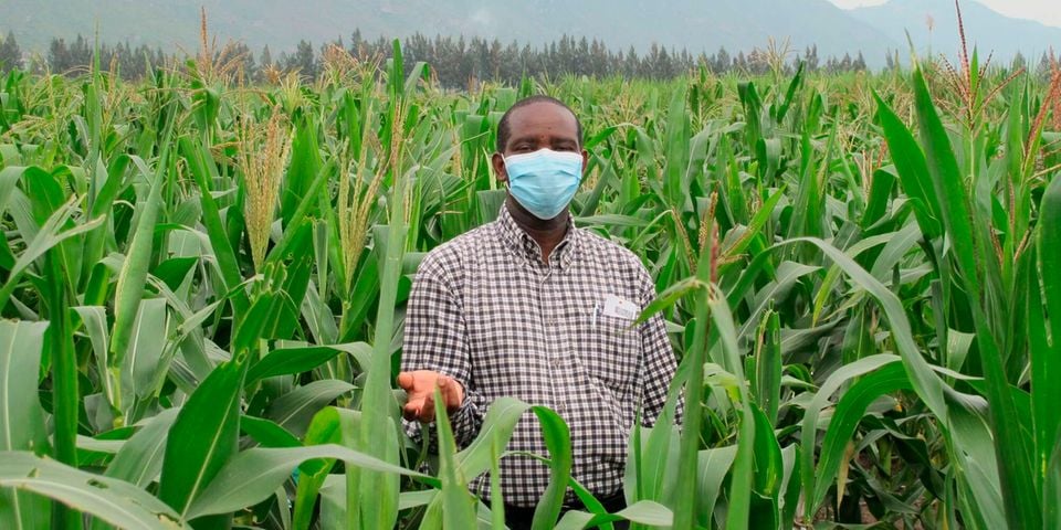 Guide to making GMOs acceptable in Kenya