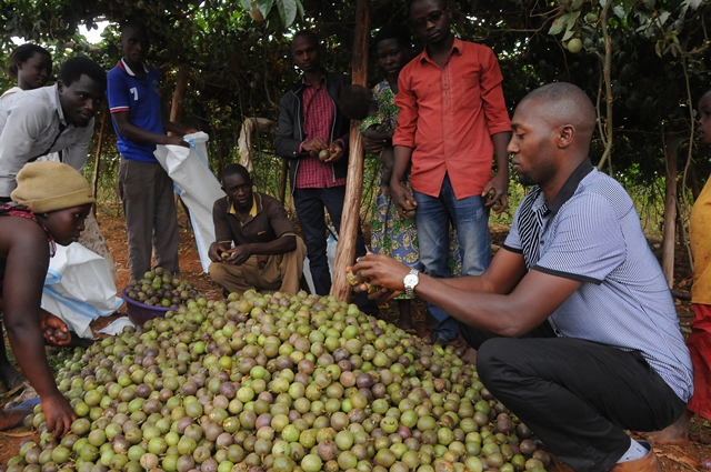 From Hawking Passion Fruit To Boosting Profits From Farming