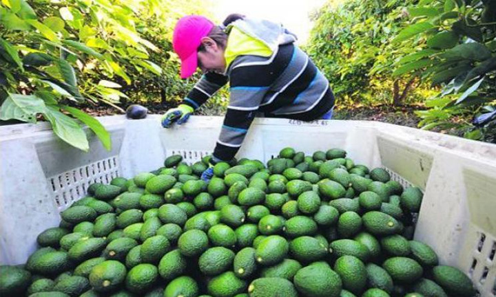 Global hass avocado market overview