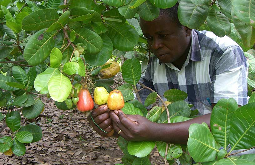 Cashew Nut Farming In Kenya