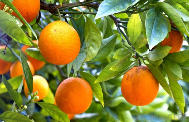 Citrus Fruit farming in Kenya: What you should Know