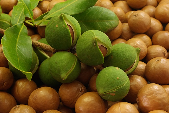 Where are macadamia best grown in Kenya?