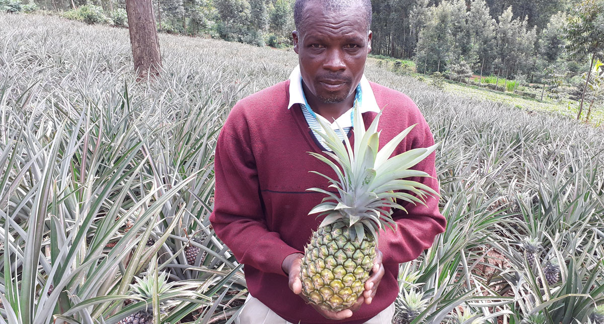Pineapple farming is a rewarding venture which farmers in Kenya should consider